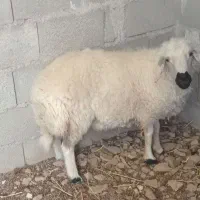 بره