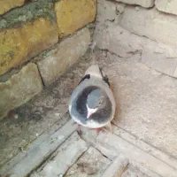 کبوتر|پرنده|اسفراین, |دیوار