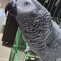 کاسکو|پرنده|کرمان, |دیوار