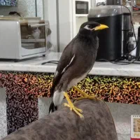 مینا سخنگو خوشگل خاص و کمیاب|پرنده|مشهد, بهاران|دیوار