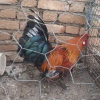 گلین لری اصل