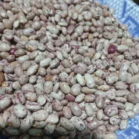 لوبیا چیتی بذری