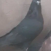 کفتر/کبوتر|پرنده|خمینی‌شهر, |دیوار