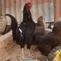 خروس گلین|حیوانات مزرعه|مسجد سلیمان, |دیوار