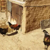 خرید و فروش خروس وبوقلمو|حیوانات مزرعه|خسروشاه, |دیوار