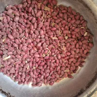 لوبیا چیتی بزره کوشاه پایه بلند.