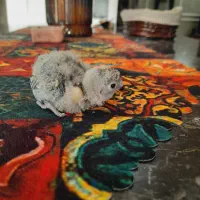 جوجه کوتوله سرلاکی|پرنده|مشهد, چهارچشمه|دیوار