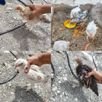 جوجه مرغ وخوروس برهماه