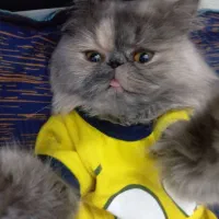 پرشین اسکاتیش بریتیش