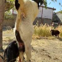 نر بز دو رگه سانن پاکستانی مخصوص نژاد