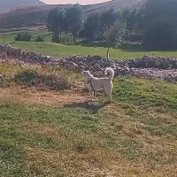 طوله سرابی|سگ|تبریز, |دیوار