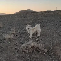 سک پاکوتاه|سگ|بردسکن, |دیوار