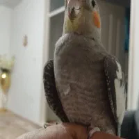 عروس هلندی نر|پرنده|تهران, سعیدآباد|دیوار