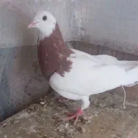 ۵ کفتر فروشی