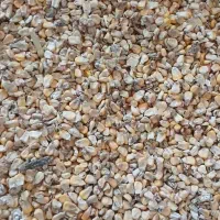 ذرت دانه ای