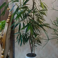 گل های آپارتمانی|گل و گیاه طبیعی|رشت, سعدی (تختی)|دیوار