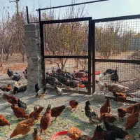 بوقلمون برنز