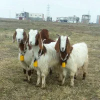 ۵ بزغاله پاکستانی لنگه ۲قلو کیفیت بالا