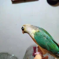 پرنده|پرنده|اصفهان, کلمان|دیوار