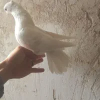 فروش کبوتر ماده|پرنده|نهاوند, |دیوار