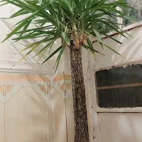 گل طبیعی یوکا (درخت)|گل و گیاه طبیعی|گزیک, |دیوار