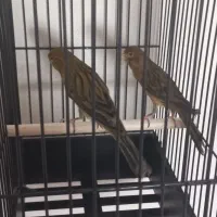 سوپری سوخته،اوپال،کبالت ،فائو جفتی،رسمی بلند