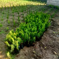 کامیکس نوک دار نشایی سایز بزرگ اصلی