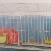 یک قفس  جوجه پران نو 450|لوازم جانبی حیوانات|بیرجند, |دیوار