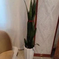 گلدان طبیعی سانسوریا