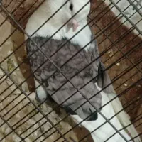 کبوتر|پرنده|خان ببین, |دیوار