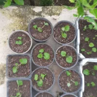 گل سینوره(گل عید)سبدی و شیتل|گل و گیاه طبیعی|لیسار, |دیوار