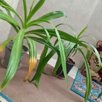 سوسن عنکبوتی، سانسوریا،یوکا