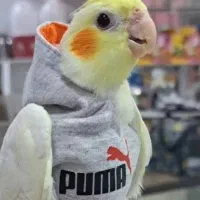 هودی و پوشک پرنده|لوازم جانبی حیوانات|اردستان, |دیوار