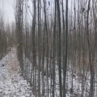 فرو انواع نهال میوه ،کبوده و صنوبر با کیفیت...