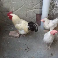 مرغ خروس|حیوانات مزرعه|چناران, |دیوار