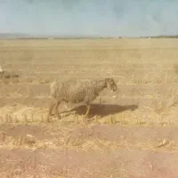 تعدادی بره نر و ماده کیلویی 360وزن حدود۳۰تا۴۰کیلو|حیوانات مزرعه|بافت, |دیوار