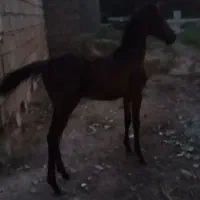 الفلاحیهه