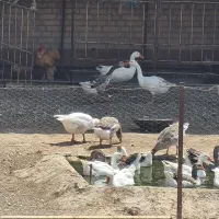 غاز
