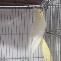 عروسی هلندی ماده