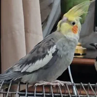 قناری سینه سیاه گمشده