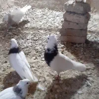 طوقی