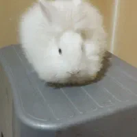 خرگوش نر انگورا چشم آبی بفروش می رسد