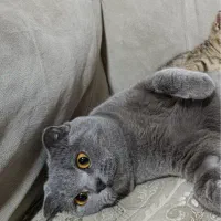 گربه اسکاتیش ماده فولد اصیل