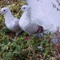 یک جفت گردار|پرنده|چگنی, |دیوار