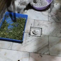 خرگوش لوپ ماده