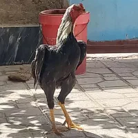 خروس ومرغ لاری