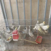 عروس هلندی و مرغ عشق