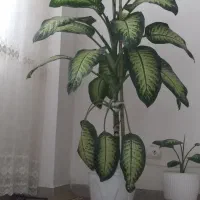 فروش گل دیفن باخیا