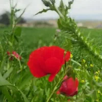 فروش-زمین-داخلمجموعه-فدک