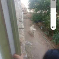 سگ گم شده کوچه مدرسه مادر